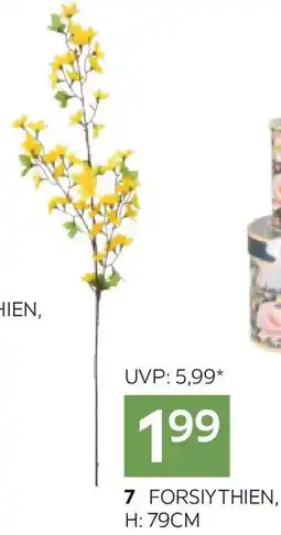 XXXLutz Forsiythien Angebot