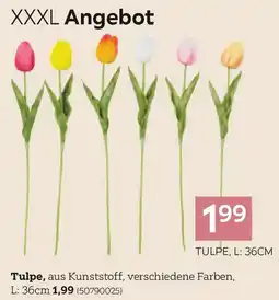 XXXLutz Tulpe Angebot