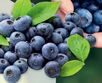 PENNY Heidelbeeren Angebot
