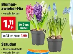 Thomas Philipps Blumenzwiebel Mix Angebot