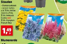 Thomas Philipps Stauden Angebot