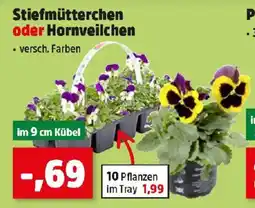 Thomas Philipps Stiefmütterchen oder Hornveilchen Angebot