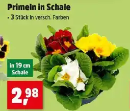 Thomas Philipps Primeln in Schale Angebot