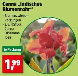 Thomas Philipps Canna Indisches Blumenrohr Angebot