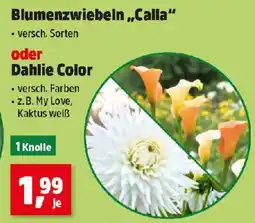 Thomas Philipps Blumenzwiebeln Calla oder Dahlie Color Angebot