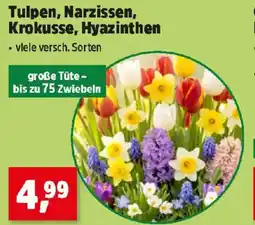 Thomas Philipps Tulpen, Narzissen, Krokusse, Hyazinthen Angebot