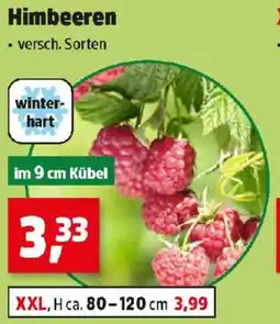 Thomas Philipps Himbeeren Angebot