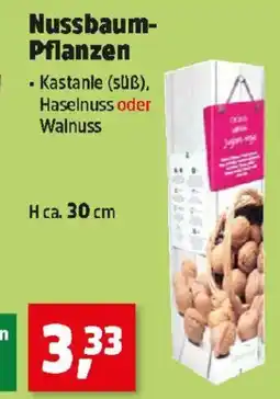 Thomas Philipps Nussbaum Pflanzen Angebot