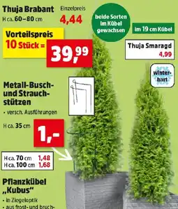 Thomas Philipps Thuja Brabant Angebot