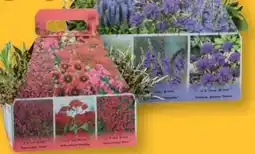 Lidl Staudenmix Angebot