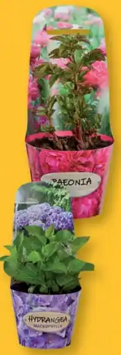 Lidl Hortensie Angebot