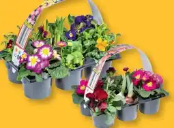 Lidl Frühlingsmix Angebot