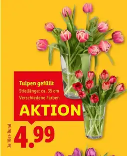 Lidl Tulpen gefüllt Angebot