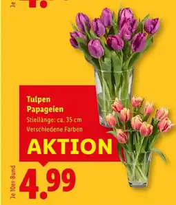 Lidl Tulpen Papageien Angebot