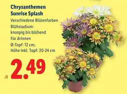 Lidl Chrysanthemen Sunrise Splash Angebot