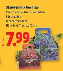 Lidl Staudenmix 6er Tray Angebot