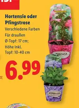 Lidl Hortensie oder Pfingstrose Angebot