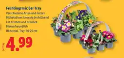 Lidl Frühlingsmix 6er Tray Angebot