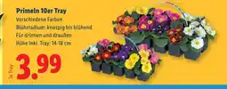 Lidl Primeln 10er Tray Angebot