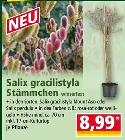 Norma Salix gracilistyla Stämmchen winterfest Angebot