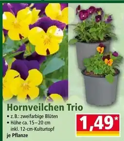 Norma Hornveilchen Trio Angebot
