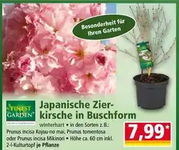 Norma Japanische Zier- GARDEN kirsche in Buschform Angebot