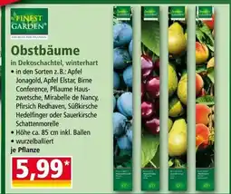 Norma Obstbäume Angebot