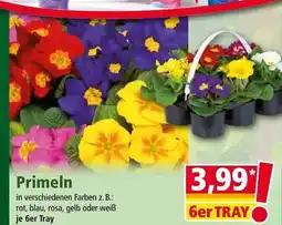 Norma Primeln Angebot