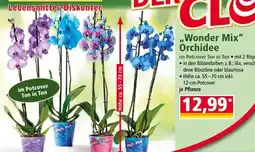 Norma Wonder Mix Orchidee Angebot