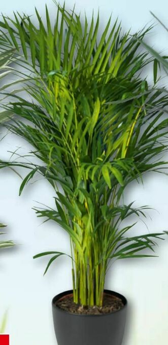 Bauhaus Dypsis Palme Angebot