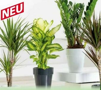 Norma Grünpflanzen Angebot