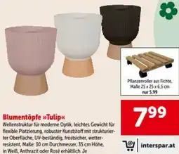 Interspar Blumentöpfe Tulip Angebot
