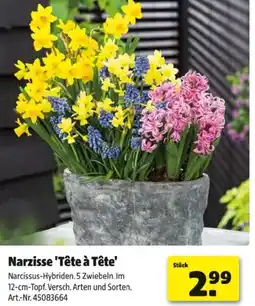 Hagebau Narzisse tête à tête Angebot
