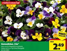 Hagebau Hornveilchen Trio Angebot