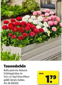 Hagebau Tausendschön Angebot