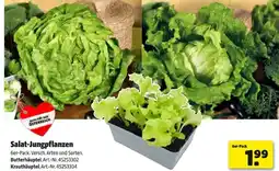 Hagebau SalatSalat-Jungpflanzen Jungpflanzen Angebot