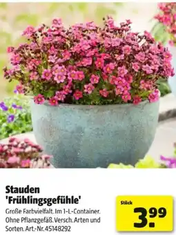 Hagebau Stauden Frühlingsgefühle Angebot