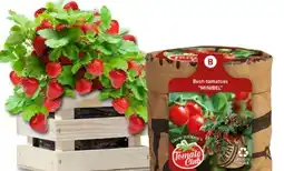 Eurospar Baza Anzuchtset Gartenbox Angebot