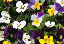 Hagebau Hornveilchen Trios Angebot