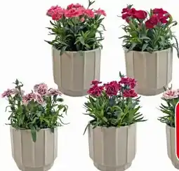 Eurospar Gartennelke Angebot