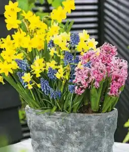 Hagebau Narzissen Tête à Tête Angebot