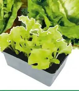 Hagebau Salat-Jungpflanzen Angebot