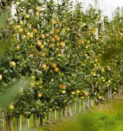 Hagebau Säulenobstbaum Angebot