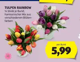 Hofer TULPEN RAINBOW Angebot