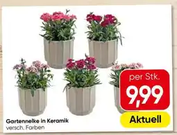 Eurospar Gartennelke in Keramik Angebot