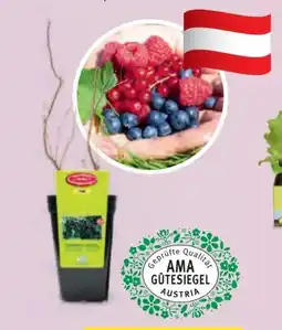 Hofer Zurück zum Ursprung Bio-Beerenstrauch Angebot