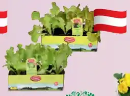 Hofer Zurück zum Ursprung Bio-Salatpflanzen Angebot