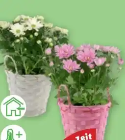 PENNY Blühmix Angebot