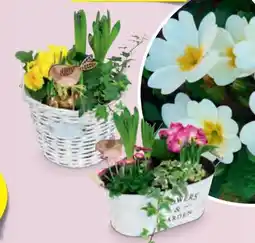 Hofer Bepflanzte Frühlingskörbe Angebot