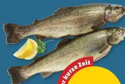 PENNY Forelle Angebot